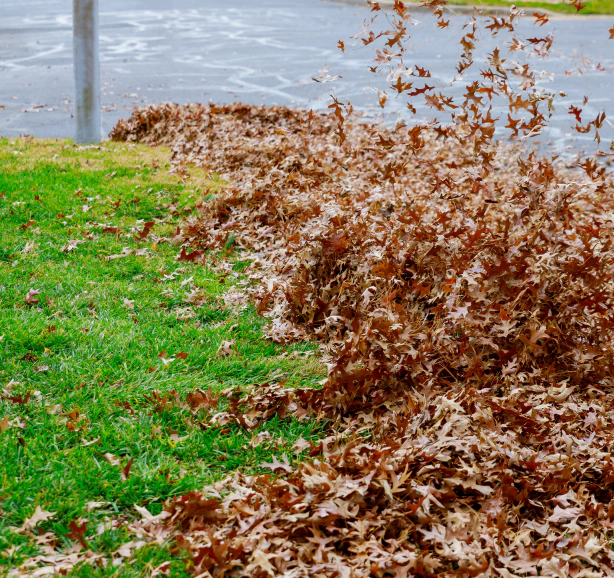 dried leaves on the yard