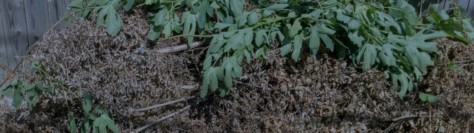 yard debris ceaning